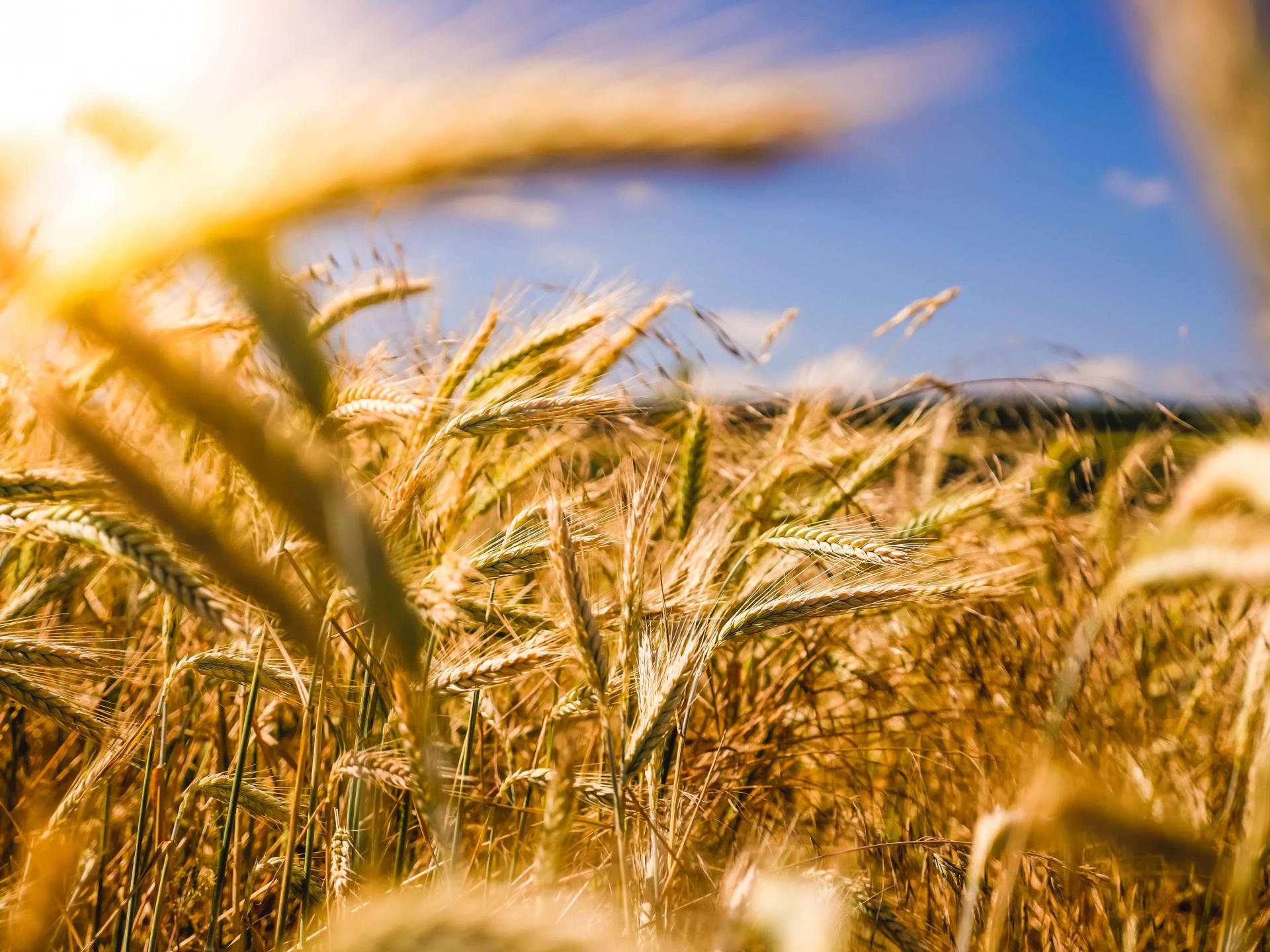 Golden wheat in a field